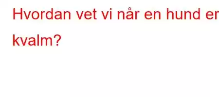 Hvordan vet vi når en hund er kvalm?