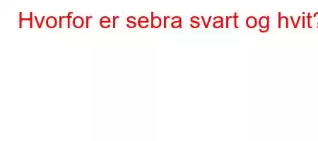 Hvorfor er sebra svart og hvit?