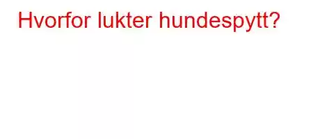 Hvorfor lukter hundespytt?