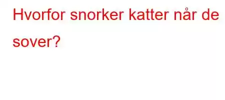 Hvorfor snorker katter når de sover?