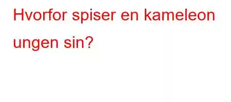 Hvorfor spiser en kameleon ungen sin?