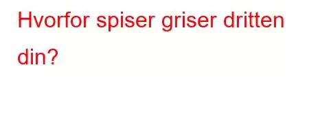 Hvorfor spiser griser dritten din?