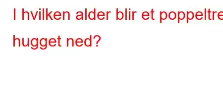 I hvilken alder blir et poppeltre hugget ned