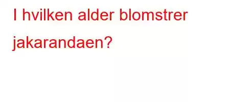 I hvilken alder blomstrer jakarandaen?