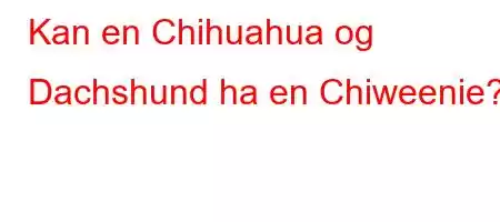 Kan en Chihuahua og Dachshund ha en Chiweenie?