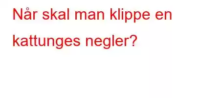 Når skal man klippe en kattunges negler?