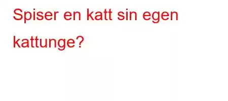 Spiser en katt sin egen kattunge