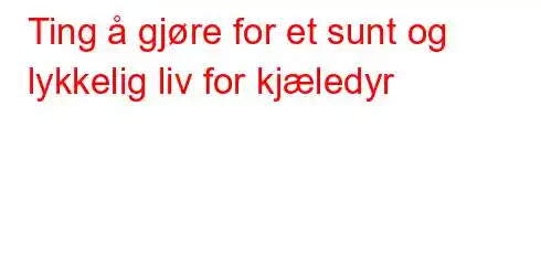 Ting å gjøre for et sunt og lykkelig liv for kjæledyr